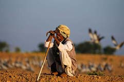 Jungfernkraniche  - Zum Vergroessern klicken!